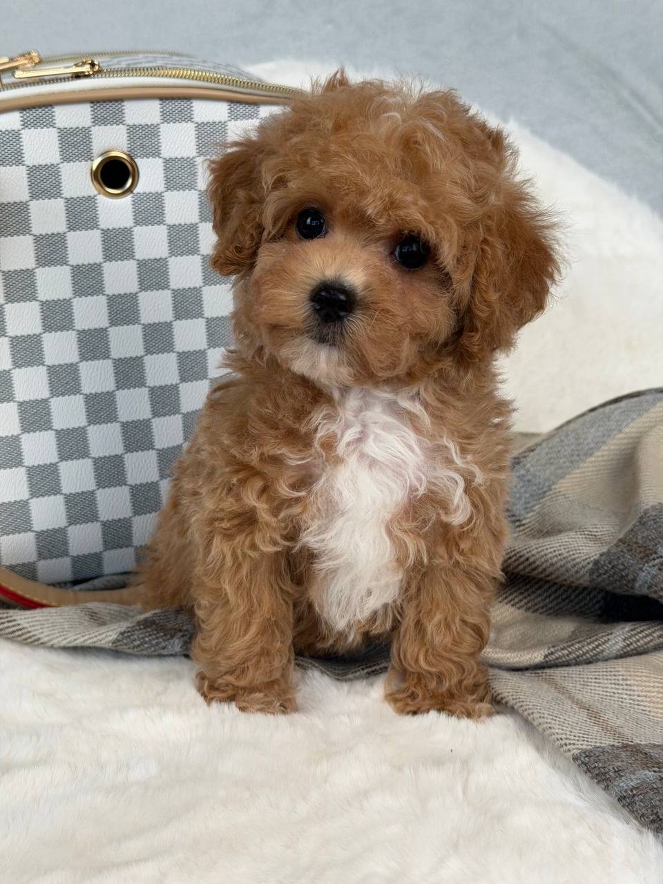 Söta hanvalpar av Maltipoo-typ